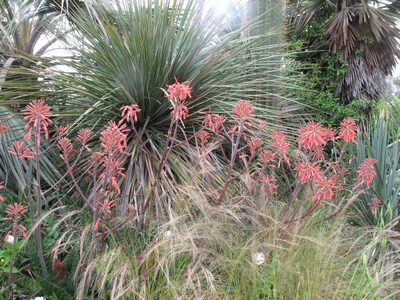 Aloe maculata et Aloe grandidentata - différencier  Aloe_m13