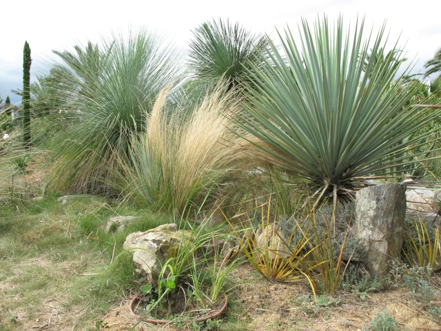 Xanthorrhoea glauca Img_1910