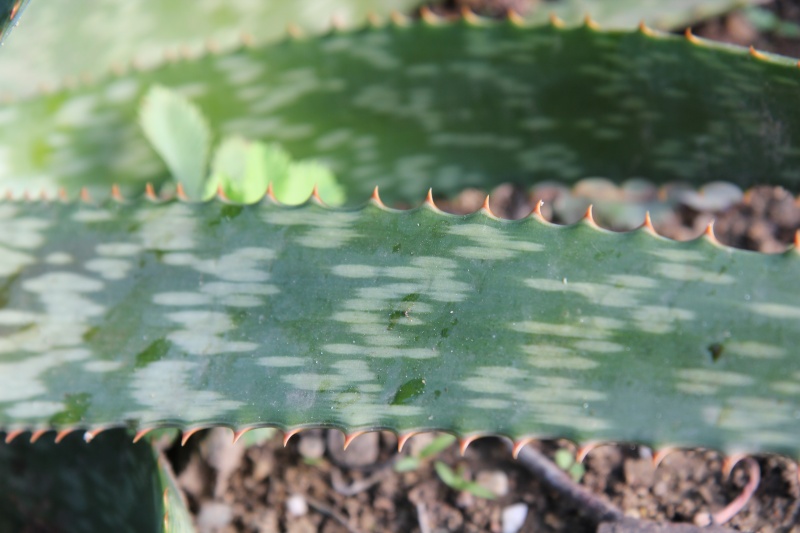 Aloe forsteri Img_4411