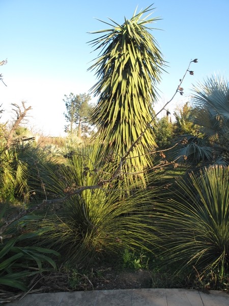 Yucca filifera Yucca_10