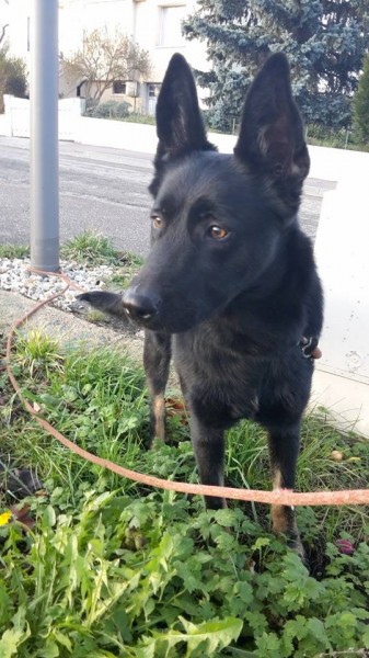 INDY, femelle croisée Beauceron, née en 2013 Indy10