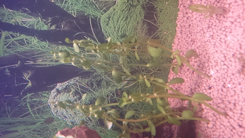 plantes qui meurent dans un nouveau aquarium 90l-310