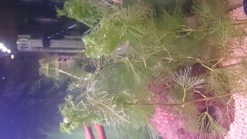 plantes qui meurent dans un nouveau aquarium 90l-410