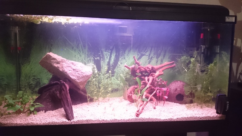 plantes qui meurent dans un nouveau aquarium 90l10