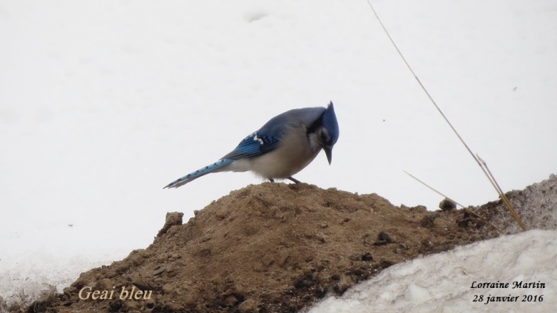 Geai bleu aux peanuts et Charbon de bois  Geai_b20