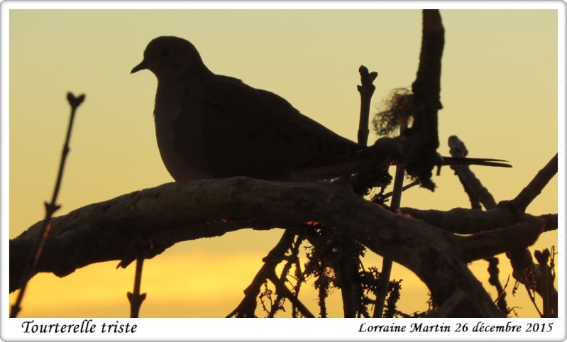 Tourterelle triste lever soleil Tourte16