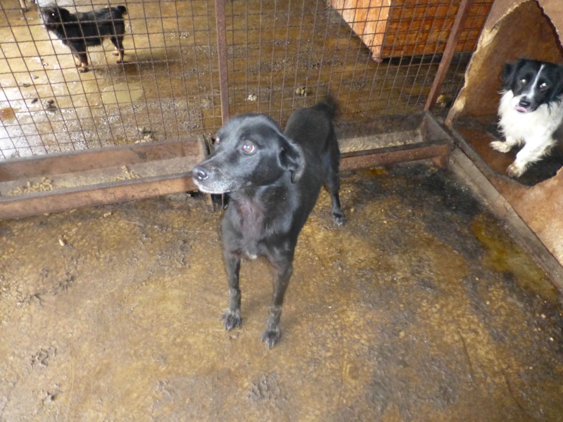FOURRIERE DE BACKA : NOUS DEVONS SAUVER LES CHIENS ! 2 1-male10