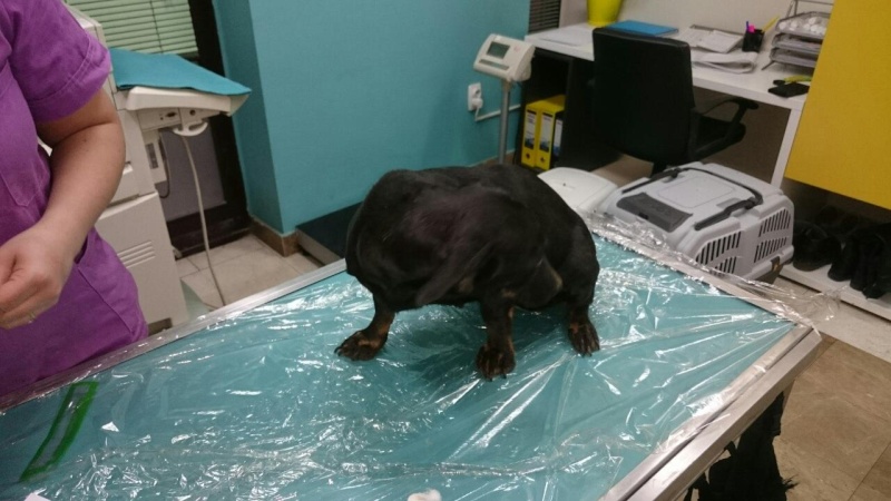 FOURRIERE DE BACKA : NOUS DEVONS SAUVER LES CHIENS ! 2 - Page 12 12499310