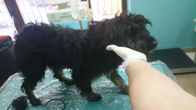 FOURRIERE DE BACKA : NOUS DEVONS SAUVER LES CHIENS ! 2 - Page 12 12696811