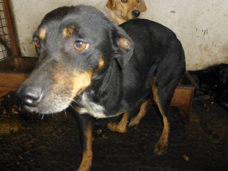 FOURRIERE DE BACKA : NOUS DEVONS SAUVER LES CHIENS ! 2 14-fem10