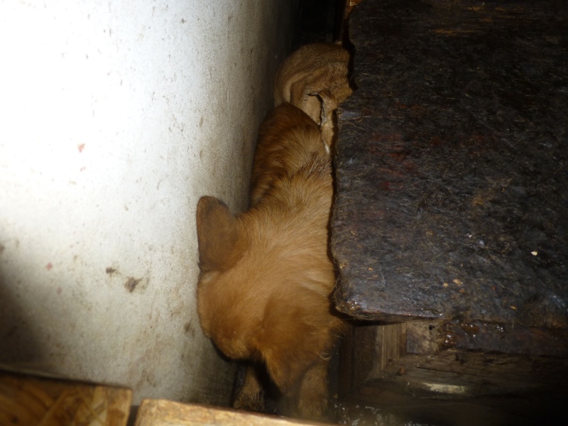 FOURRIERE DE BACKA : NOUS DEVONS SAUVER LES CHIENS ! 2 23-x10