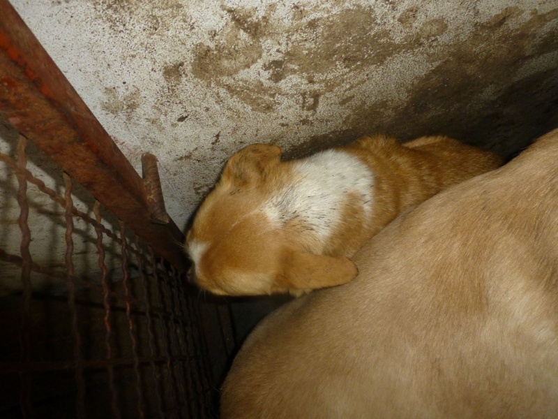 FOURRIERE DE BACKA : NOUS DEVONS SAUVER LES CHIENS ! 2 34-x10