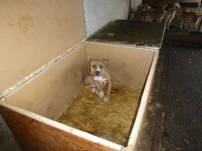 FOURRIERE DE BACKA : NOUS DEVONS SAUVER LES CHIENS ! 2 36-fem10