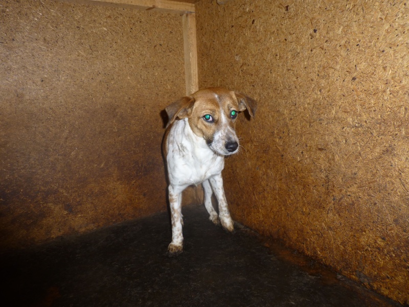 FOURRIERE DE BACKA : NOUS DEVONS SAUVER LES CHIENS ! 2 6-fema10