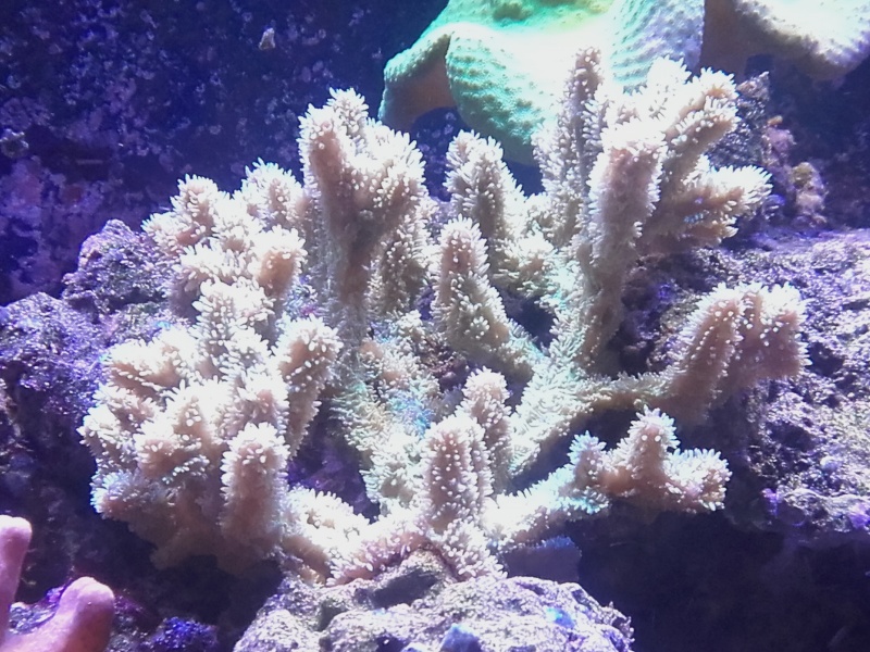 Aquarium de Samix  - Page 12 20151215