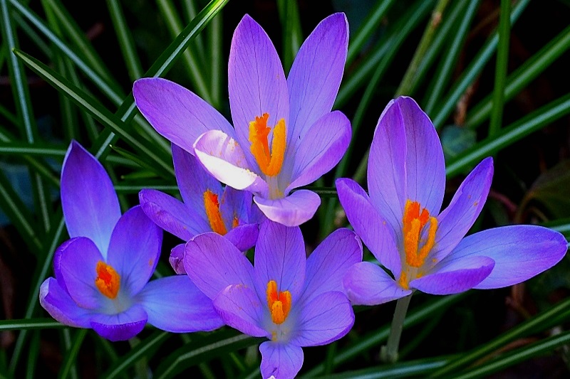 Erste Frühlingsboten im Garten und in Wald und Flur - Seite 31 A118