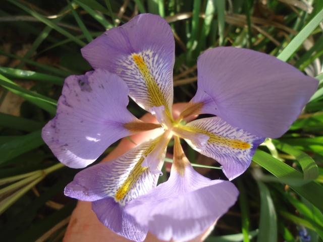 Iris unguicularis ou Iris d'Alger - Page 4 Dsc07431