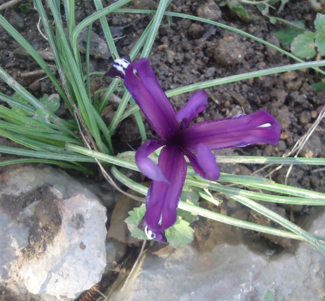Iris reticulata - Page 6 Dsc07727