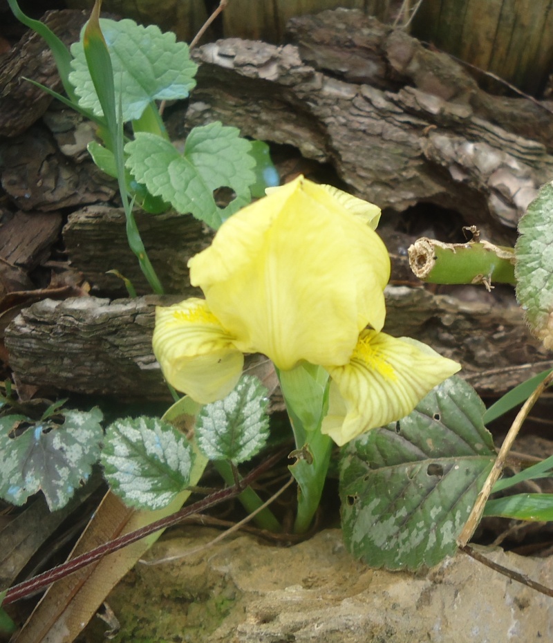 Iris lutescens, appelé l'iris des garrigues, Dsc07816