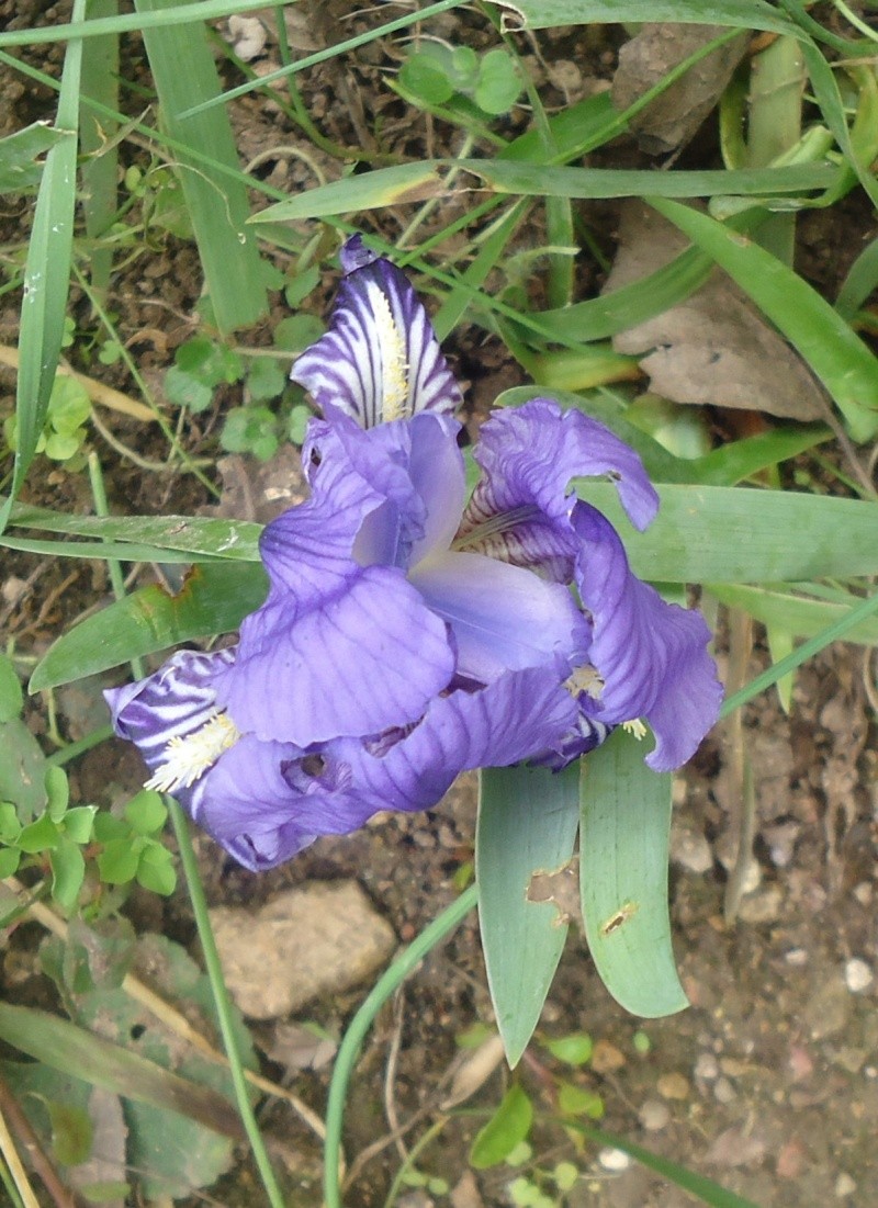 Iris lutescens, appelé l'iris des garrigues, Dsc07817