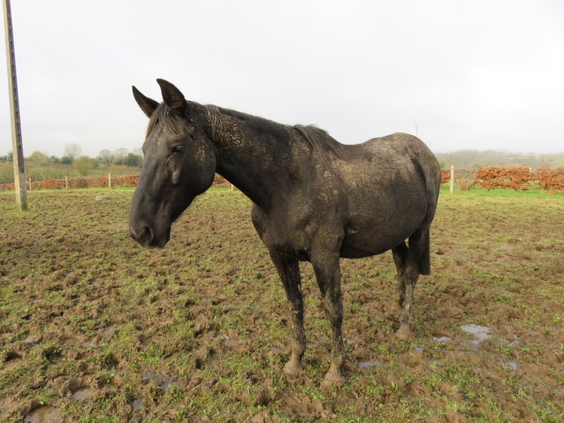 QUAROLINETTE - TF née en 2004 - adoptée en juillet 2016 par Claudine Img_0919