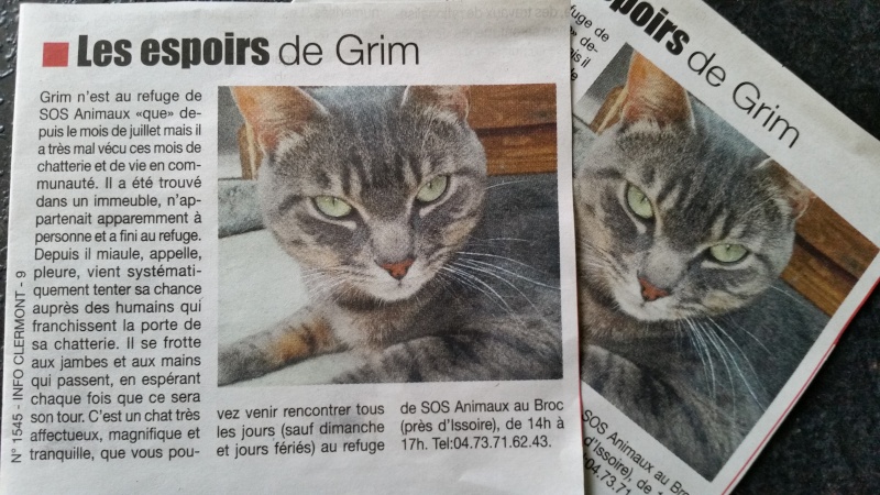 GRIM (chat mâle tigré gris)  20151110