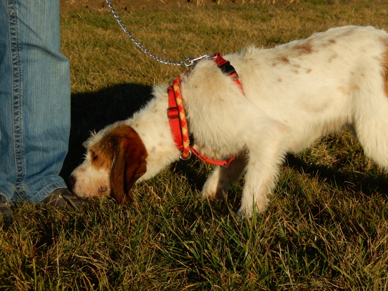 GRIBOUILLE - x griffonne  4 ans - Sos Animaux à Le Broc (63) 4_dscn17