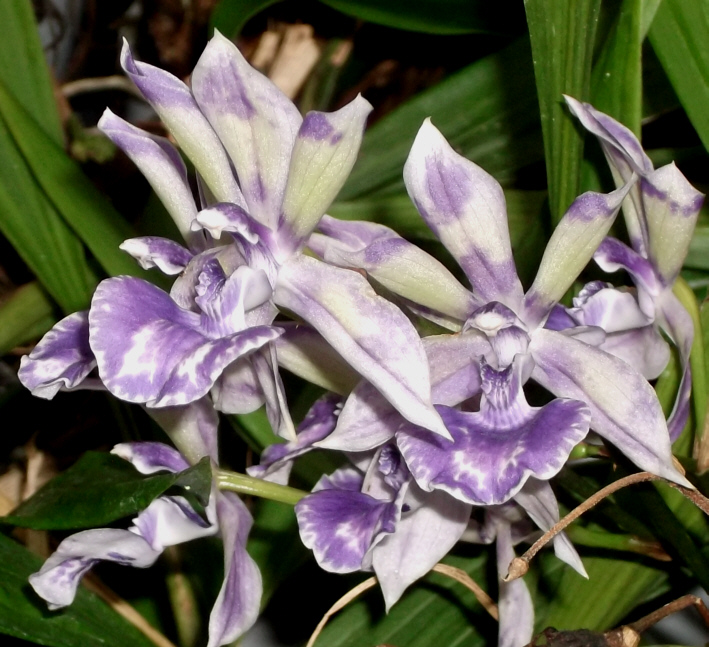 Zygopetalum x Aganisia (syn. Acacallis) cyanea
