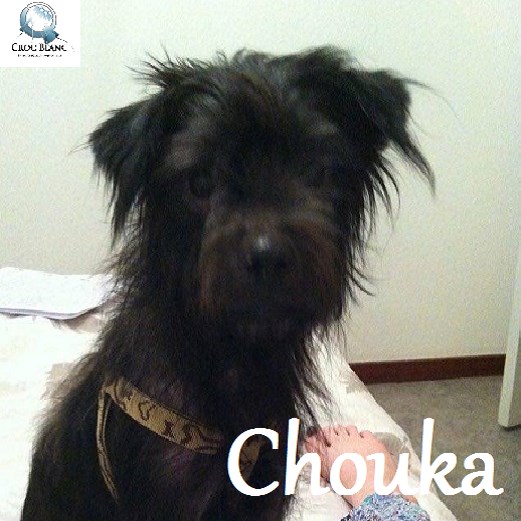 Chouka petit croisé né en 2009 / Association croc blanc  Chouka10