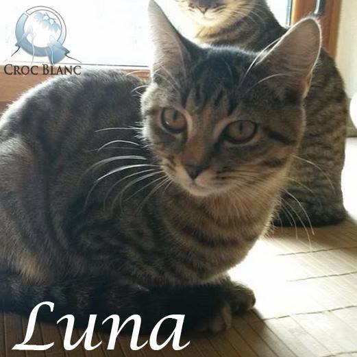 Luna petite minette née en avril 2015 / Association croc blanc  Luna10