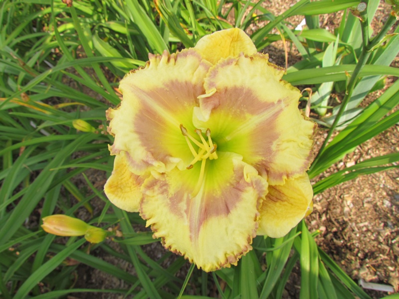 Quelques beaux hybrides, floraison 2015 12021-10