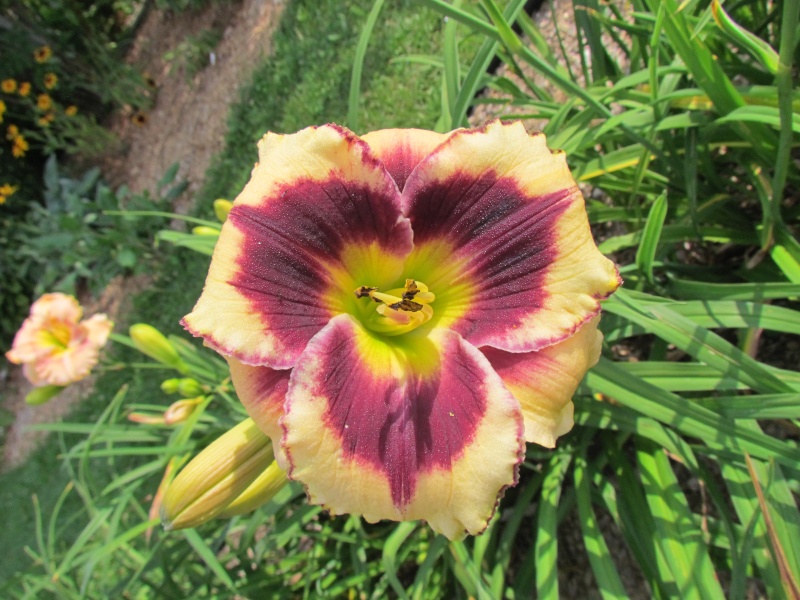 Quelques beaux hybrides, floraison 2015 12048-10