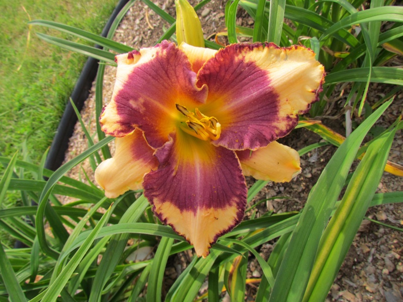 Quelques beaux hybrides, floraison 2015 12094-10