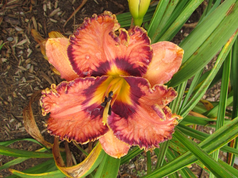 Quelques beaux hybrides, floraison 2015 12150-10