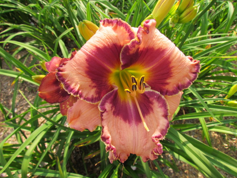 Quelques beaux hybrides, floraison 2015 12181-10
