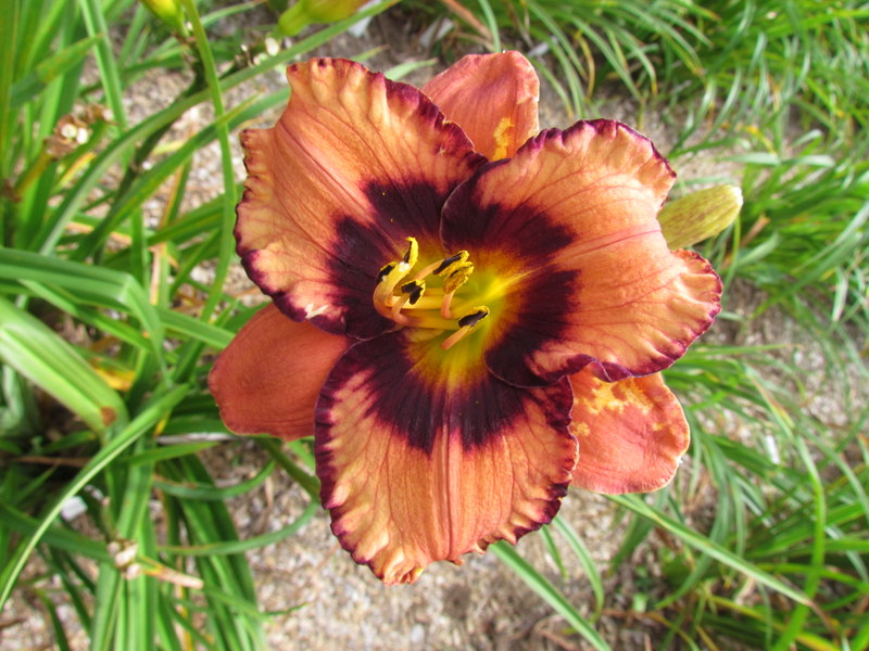 Quelques beaux hybrides, floraison 2015 12225-10