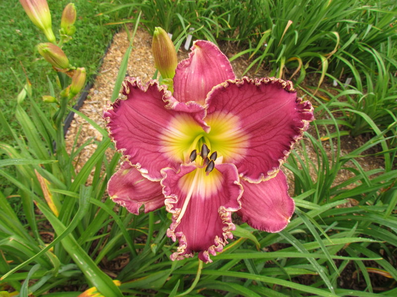Quelques beaux hybrides, floraison 2015 12247-10