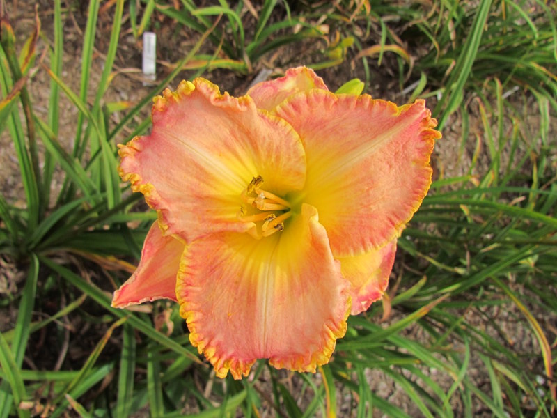 Quelques beaux hybrides, floraison 2015 12283-12