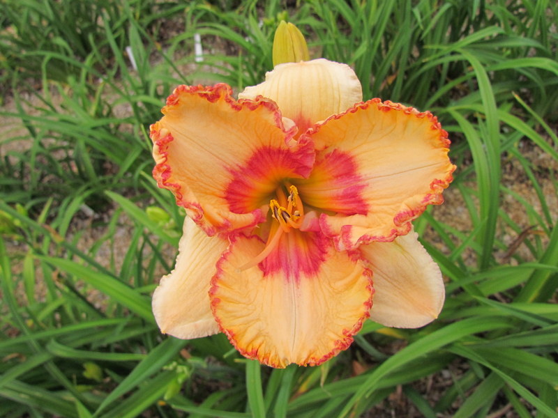 Quelques beaux hybrides, floraison 2015 12313-10
