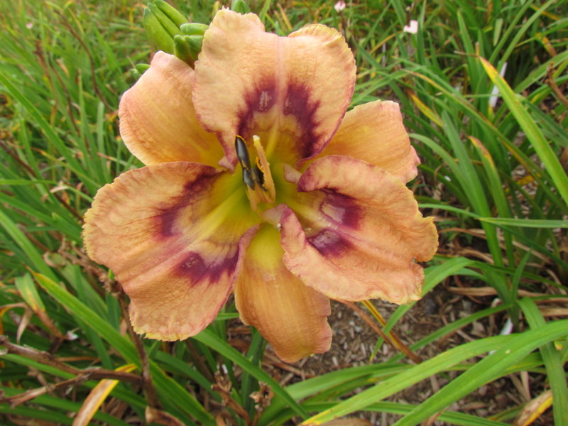 Quelques beaux hybrides, floraison 2015 12341-10