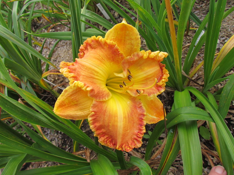 Quelques beaux hybrides, floraison 2015 12359-10