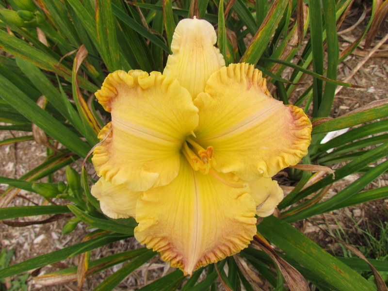 Quelques beaux hybrides, floraison 2015 12363-10