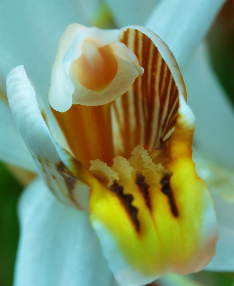 Coelogyne graminifolia Coelog13