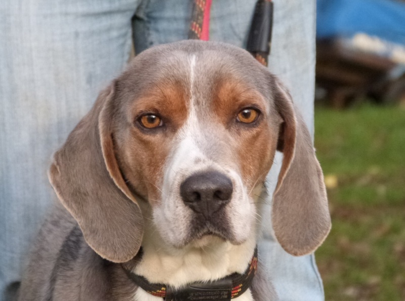 PHOENIX - x beagle 5 ans - Spa de Poitiers (86) 005_h_10