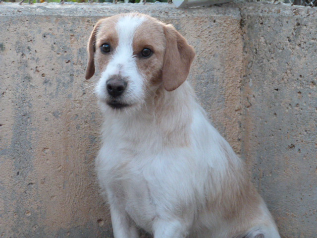 HOSHI - x fox terrier  - Spa de Poitiers (86) 344_h_11