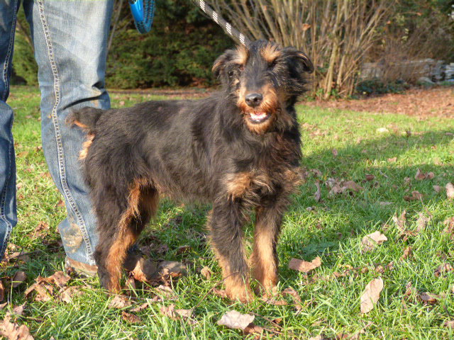 LAURETTE - x jagd terrier 13 ans - Spa de Poitiers (86) 383_h_13