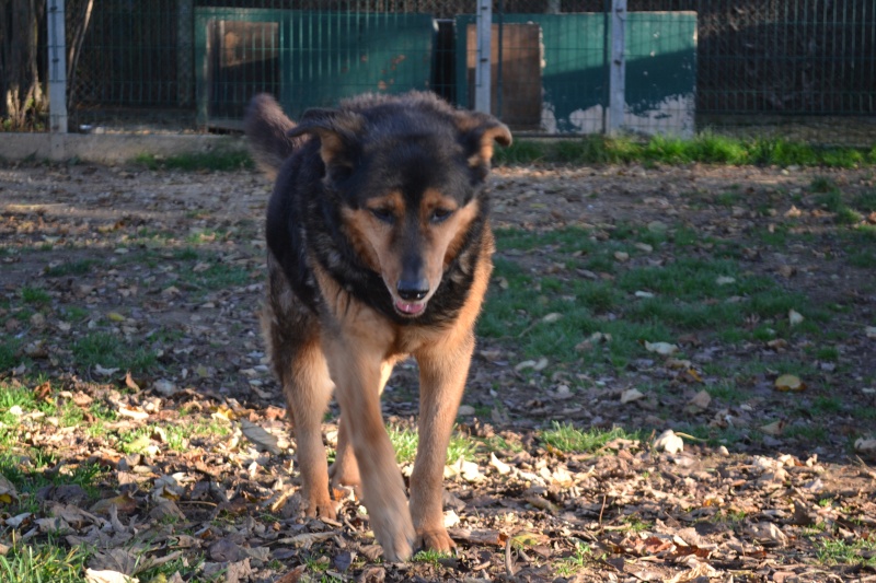 urgent - DIANE - x beauceron 13 ans (1 an de refuge)  - Spa de Poitiers (86) 5_r_di10