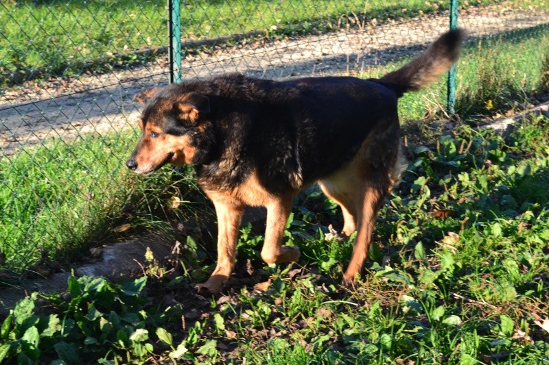 urgent - DIANE - x beauceron 13 ans (1 an de refuge)  - Spa de Poitiers (86) 5_r_di11