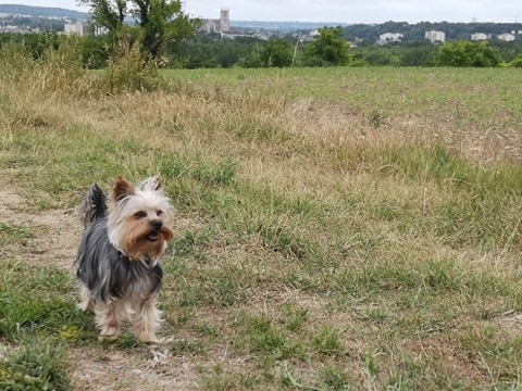 Oréo mon pitre ( Yorkshire terrier) - Page 4 10669111