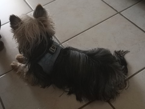 Oréo mon pitre ( Yorkshire terrier) - Page 6 11717610